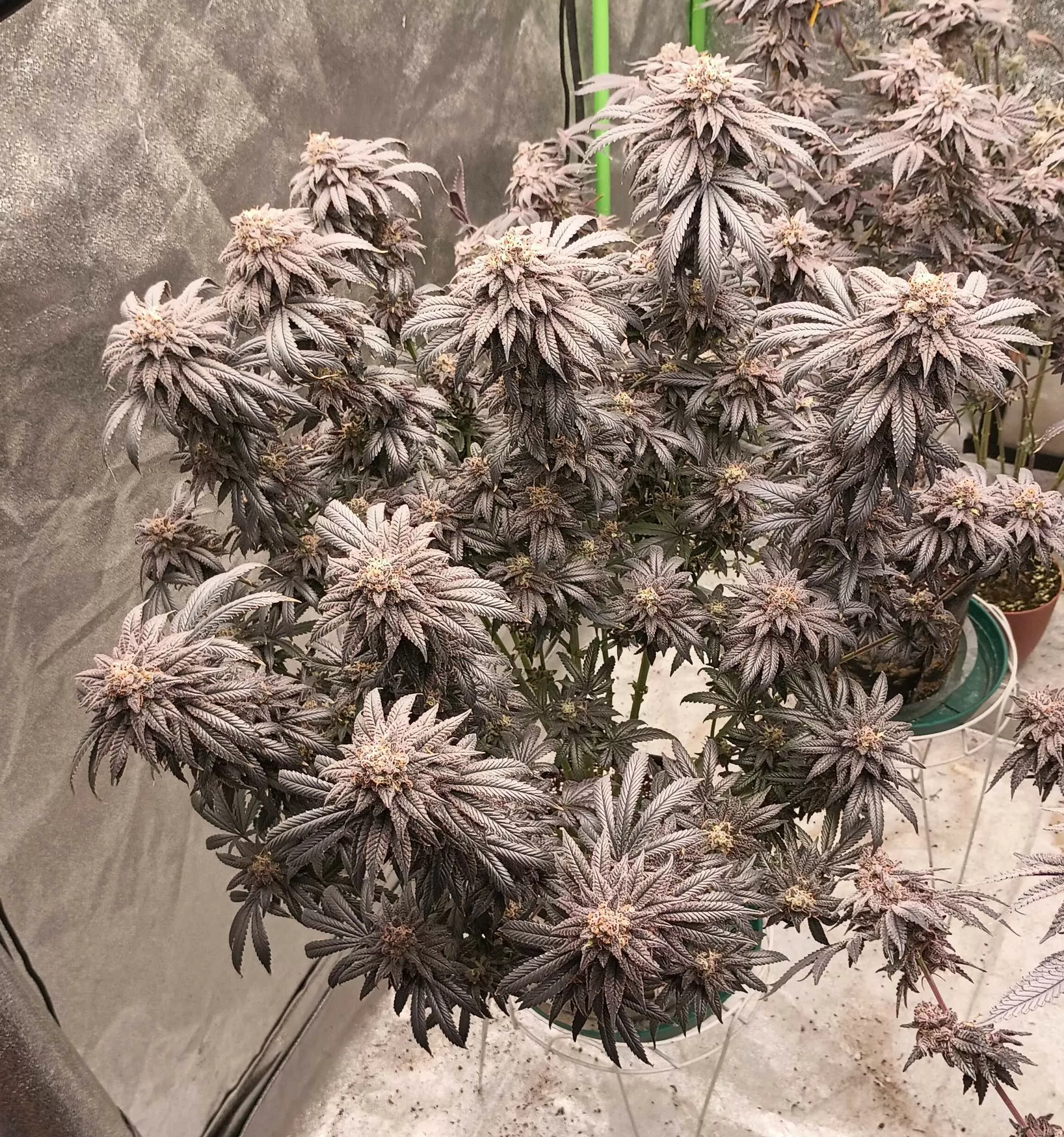 Violetti Blütentriebe Violetti Pflanze mit violett gefärbten Blütentrieben