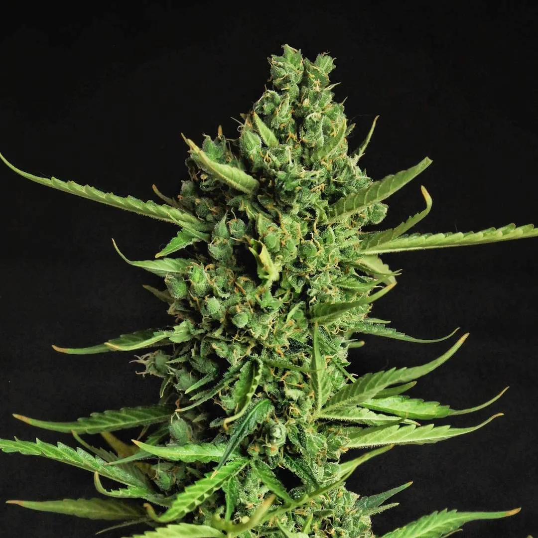 Devotchka Pflanze Devotchka Cannabispflanze in der Blüte vor schwarzem Hintergrund