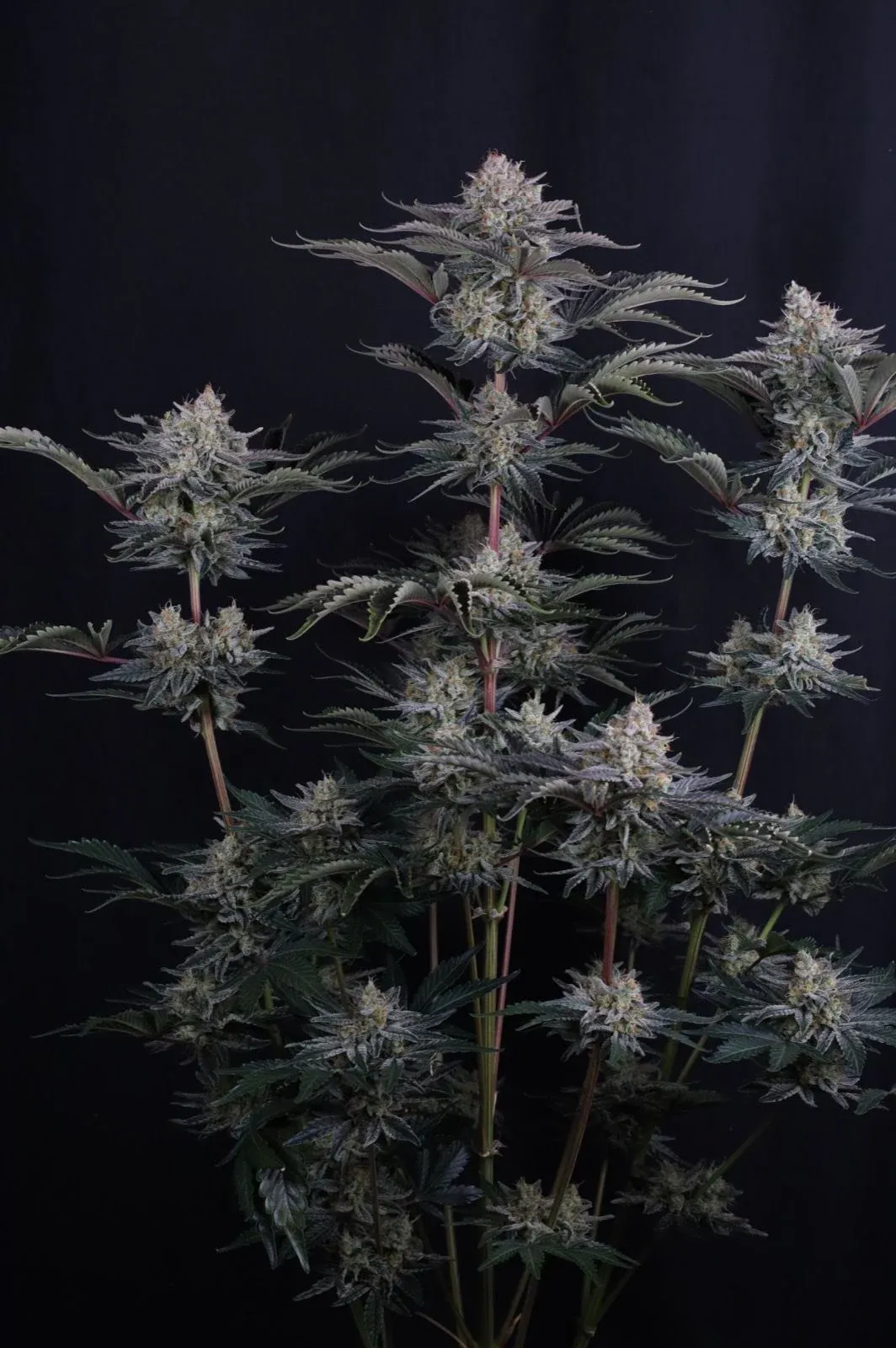 Mendo Frost Auto Blütentriebe Mendo Frost Auto Pflanze mit mehreren Blütentrieben