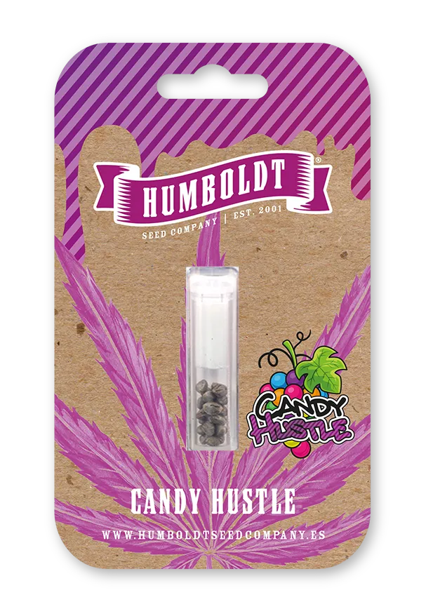 Candy Hustle Verpackung Blisterverpackung Candy Hustle Samen von Humboldt Seed Company
