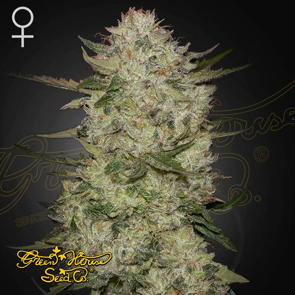 HighCloudZ Auto | Autoflowering Hanfsamen von Green House Seeds | 3 Samen HighCloudZ Auto | Autoflowering Hanfsamen von Green House Seeds | 3 Samen
