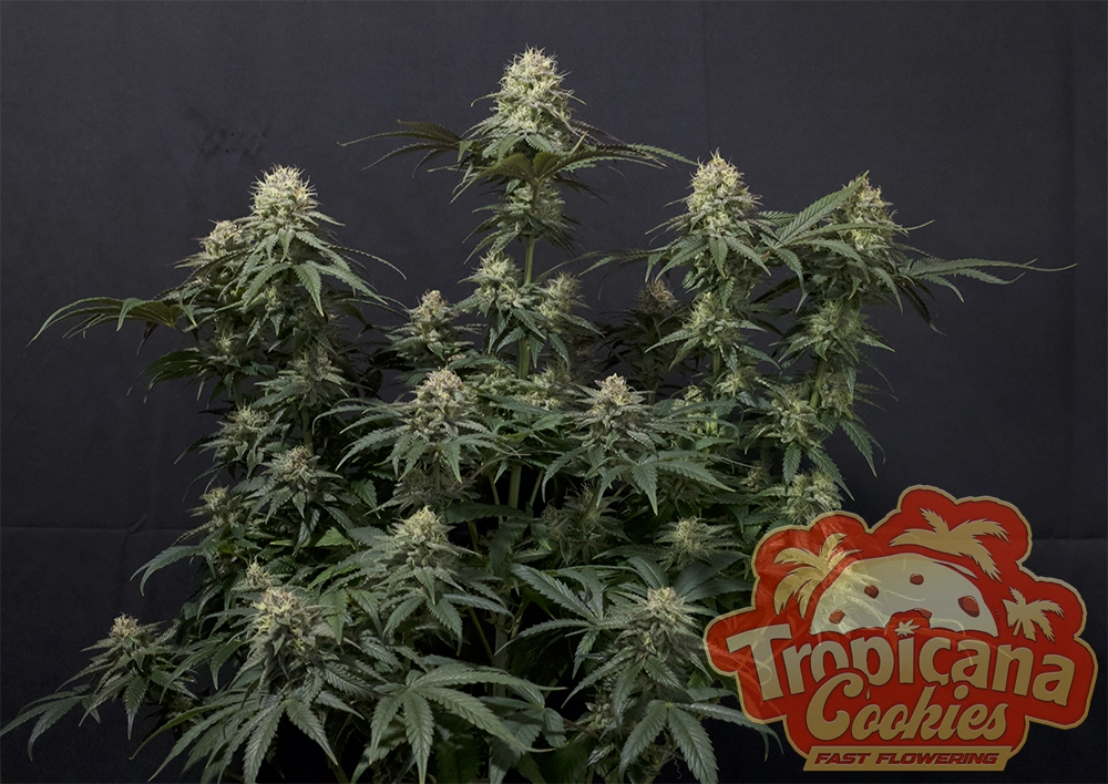Tropicana Cookies FF | Feminisierte Hanfsamen von Fast Buds | 3 Samen Tropicana Cookies FF | Feminisierte Hanfsamen von Fast Buds