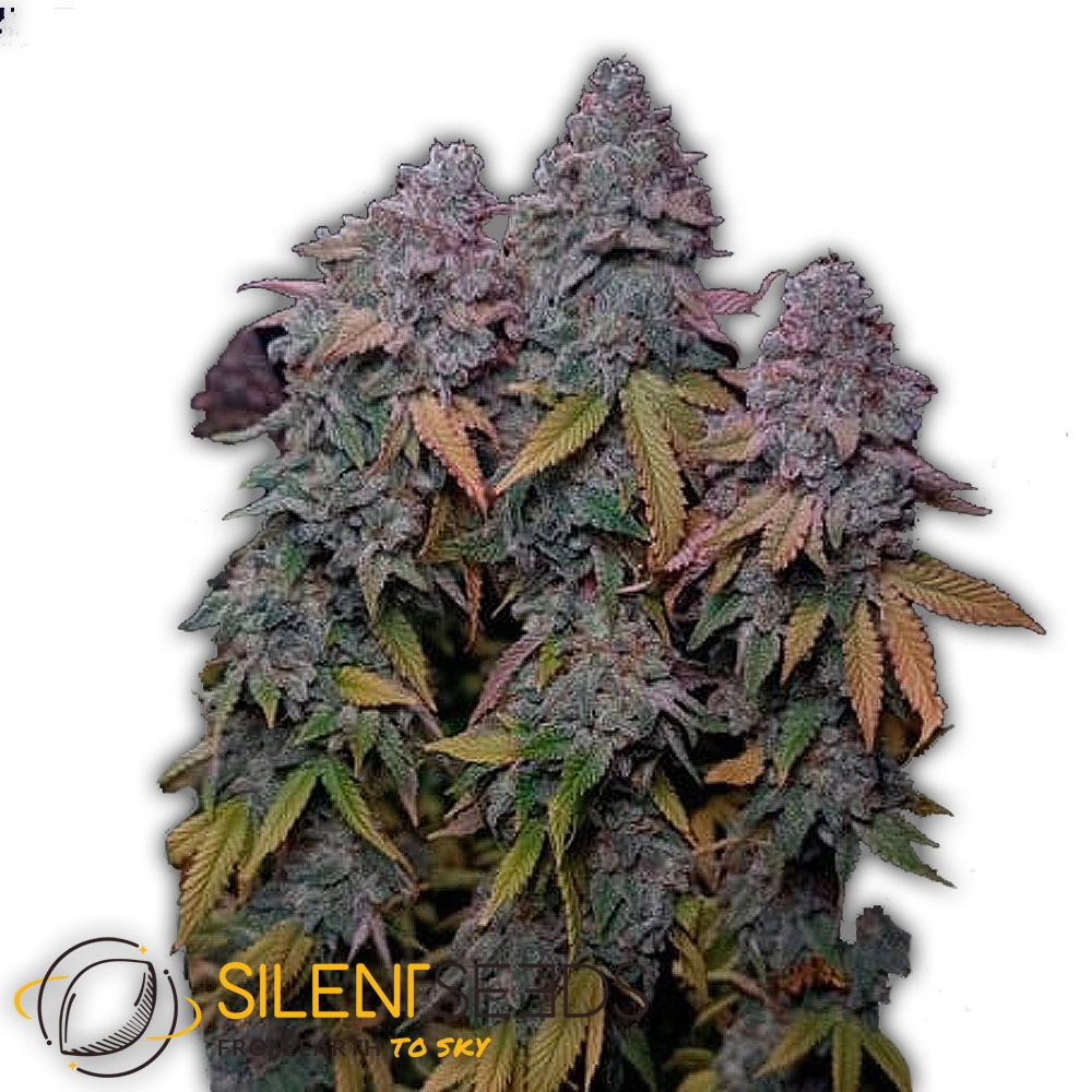 Gorilla Frost | Feminisierte Cannabissamen von Silent Seeds | 3 Samen Gorilla Frost | Feminisierte Cannabissamen von Silent Seeds