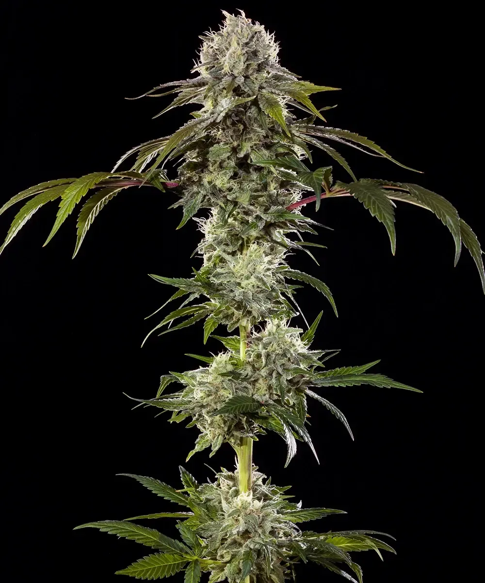 Durban Poison F1 Pflanze Durban Poison F1 Blütentrieb mit hellgrünen Blüten