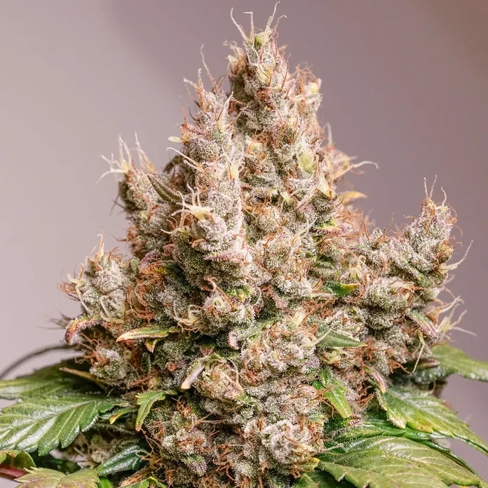 Auto Red Tropicana Cookies | Autoflowering Hanfsamen von Dutch Passion