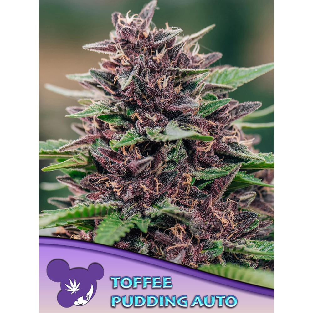Toffee Pudding Auto Blüte Toffee Pudding Auto Blüte mit rötlicher Blattfärbung