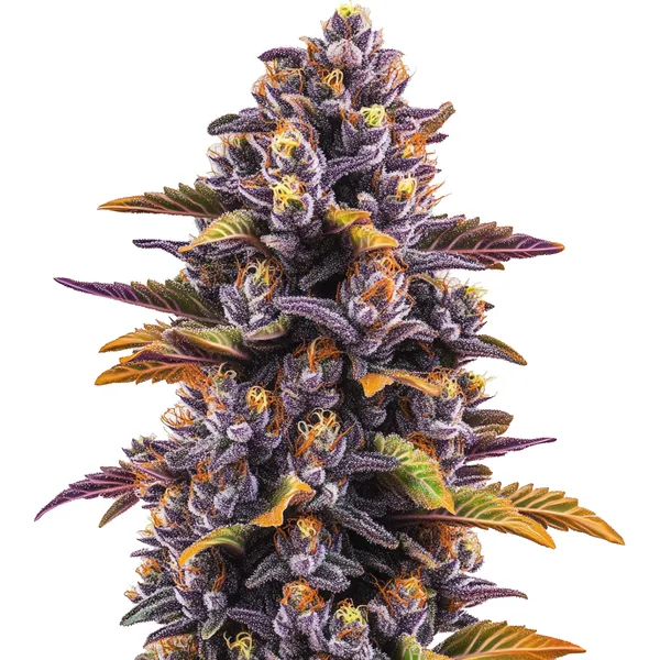 Forbidden Fruit Pflanze Freigestellte Forbidden Fruit Pflanze mit dunkelvioletten Buds
