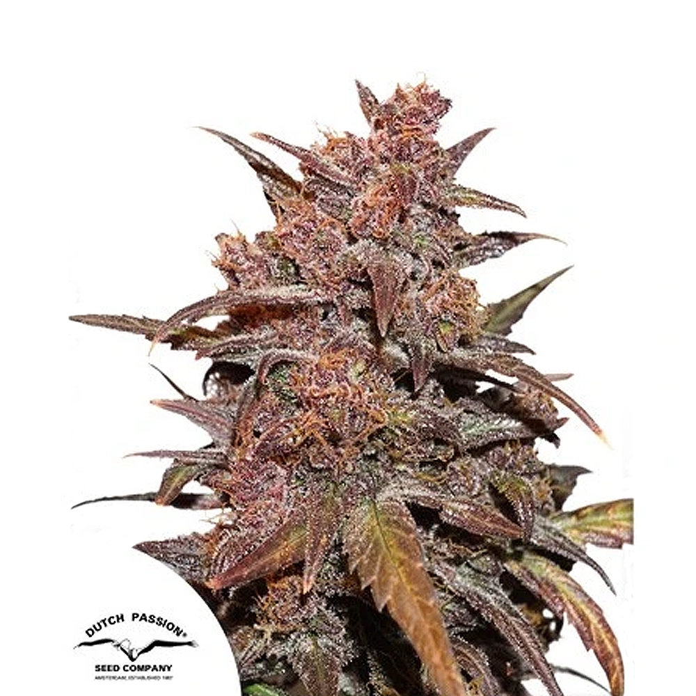 CBD Auto Blackberry Kush | Autoflowering Cannabissamen von Dutch Passion | 3 Samen CBD Auto Blackberry Kush | Autoflowering Cannabissamen von Dutch Passion