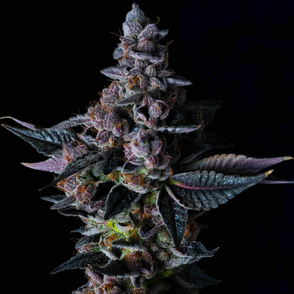Permanent Pounder Pflanze Permanent Pounder Cannabispflanze mit violetten Blüten