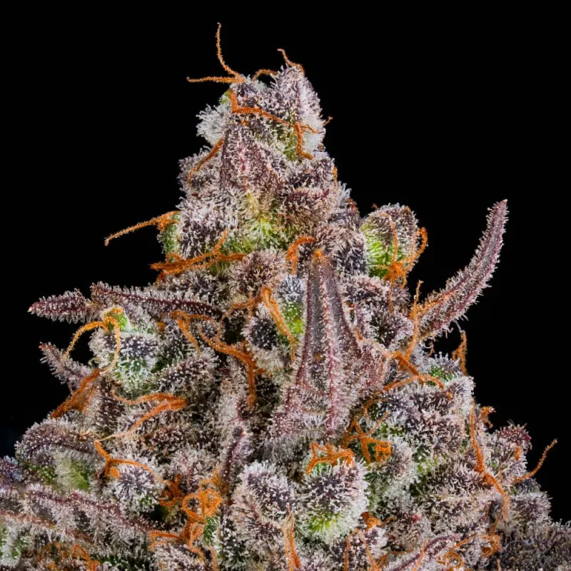 Triangle Kush Auto Blüte Nahaufnahme einer Triangle Kush Auto Blüte mit violetten Blättern