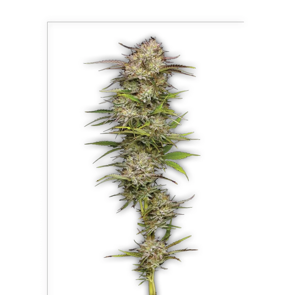 California Haze | Feminisierte Hanfsamen von Humboldt Seed | 3 Samen California Haze | Feminisierte Hanfsamen von Humboldt Seed