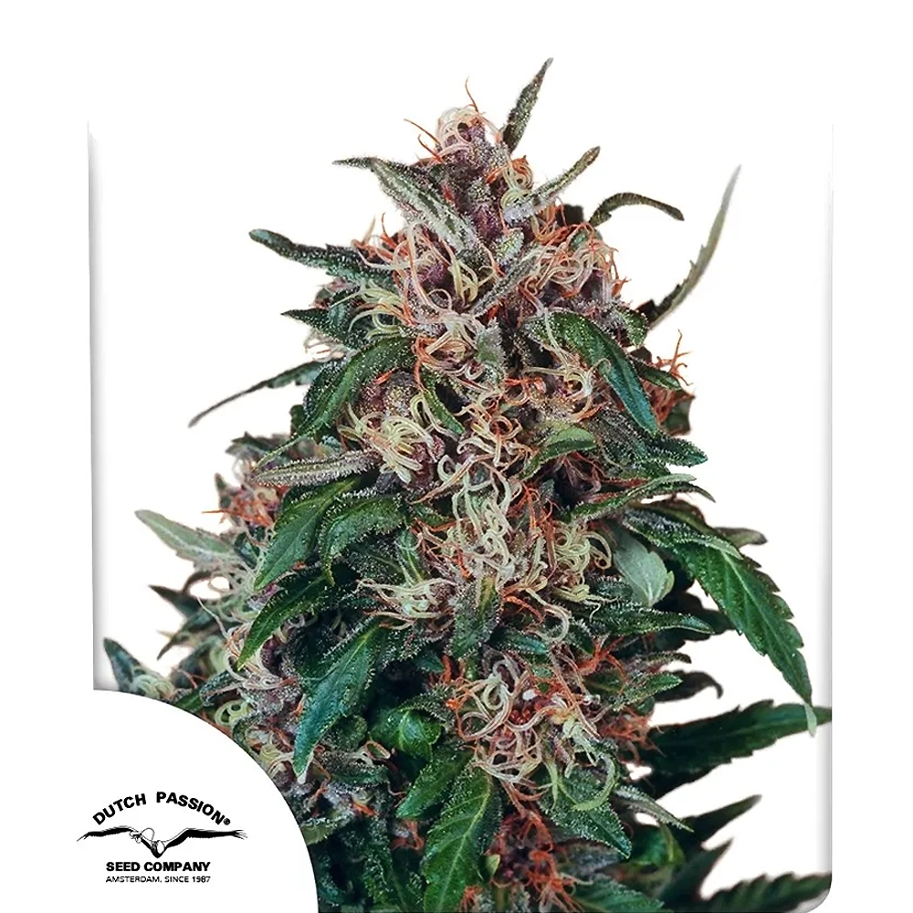 Hollands Hope | Feminisierte Hanfsamen von Dutch Passion | 3 Samen Hollands Hope | Feminisierte Hanfsamen von Dutch Passion