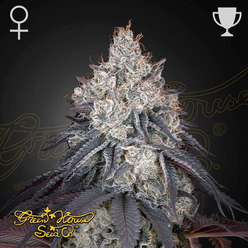 Lemon Orange | Feminisierte Cannabissamen von Green House Seeds
