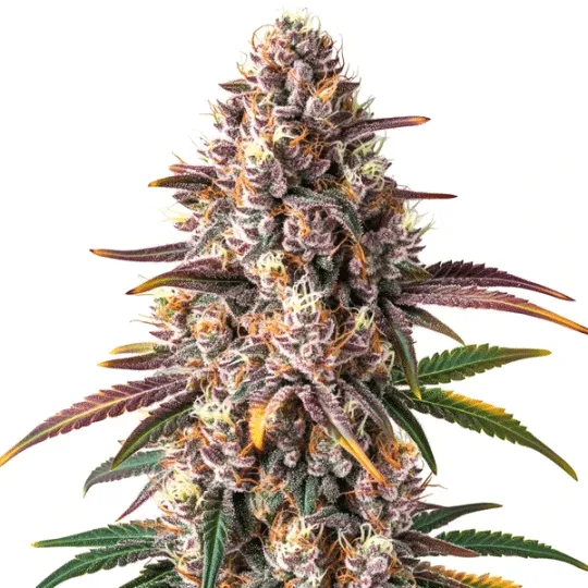 Pink Champagne | Feminisierte Cannabissamen von Cludi Bulk Seed Bank | 5 Samen Pink Champagne | Feminisierte Cannabissamen von Cludi Bulk Seed Bank | 5 Samen