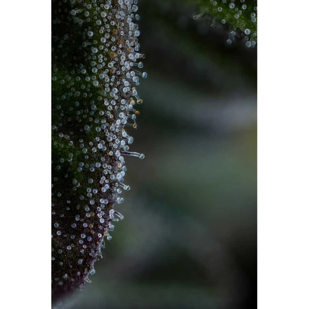 All Gas OG | Feminisierte Hanfsamen von Humboldt Seed