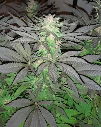 5G | Feminisierte Hanfsamen von Soma Seeds | 3 Samen