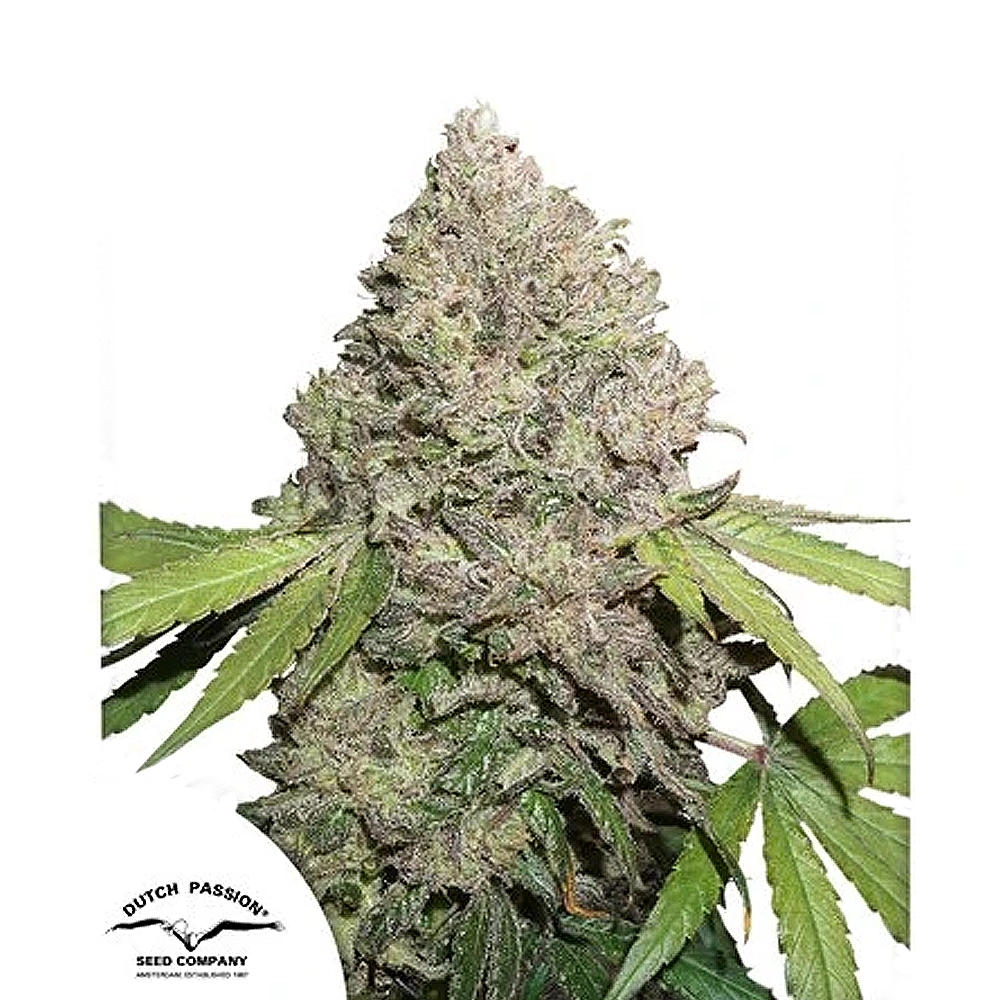 CBD Charlotte's Angel | Feminisierte Cannabissamen von Dutch Passion | 3 Samen CBD Charlotte's Angel | Feminisierte Cannabissamen von Dutch Passion
