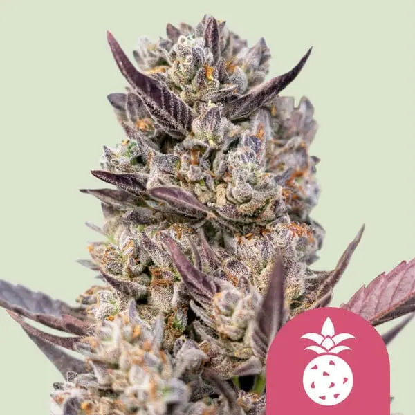 Tropicana Cookies Purple | Feminisierte Hanfsamen von Royal Queen Seeds | 3 Samen