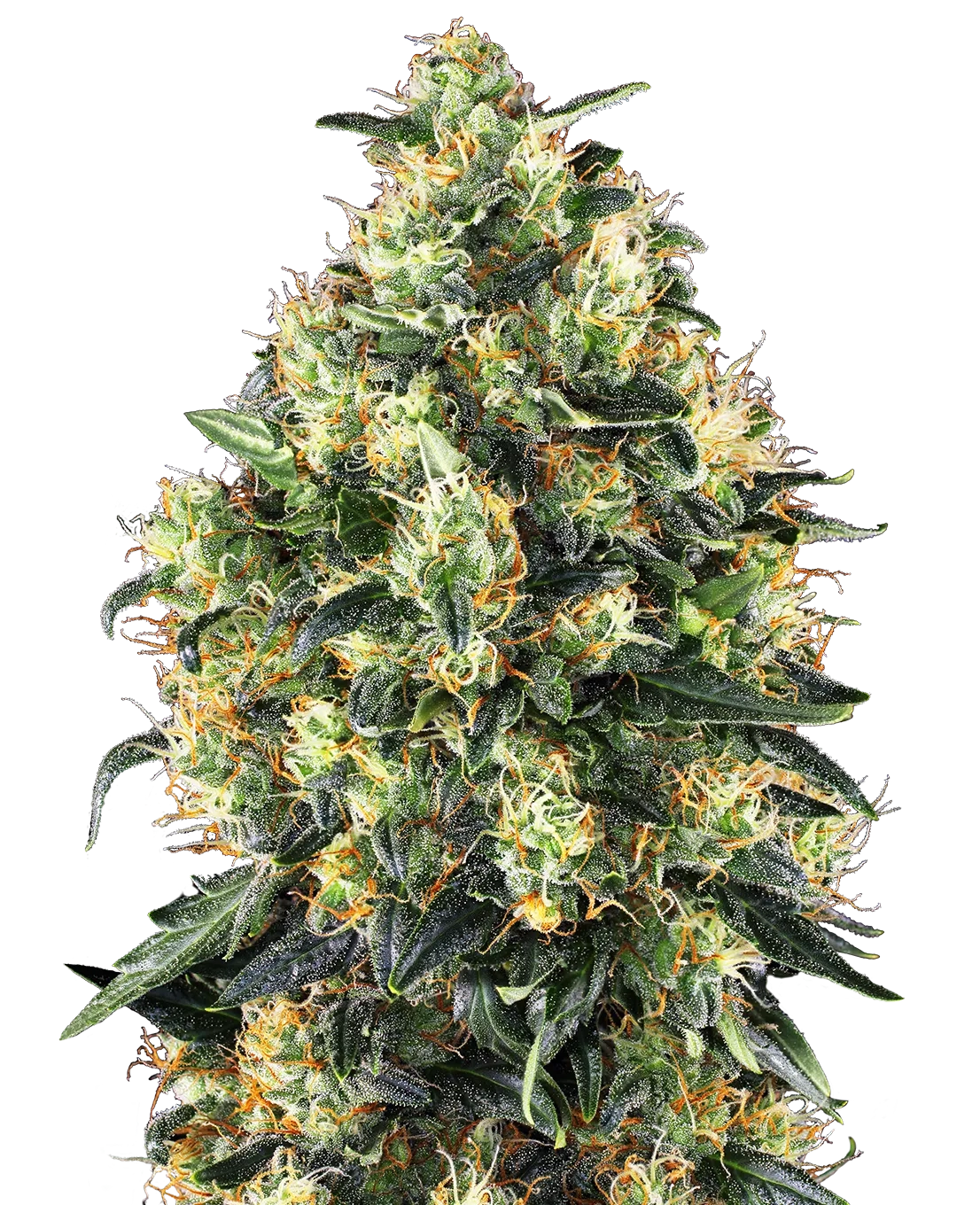 Super Skunk Auto | Autoflowering Cannabissamen von Sensi Seeds | 3+1 Samen