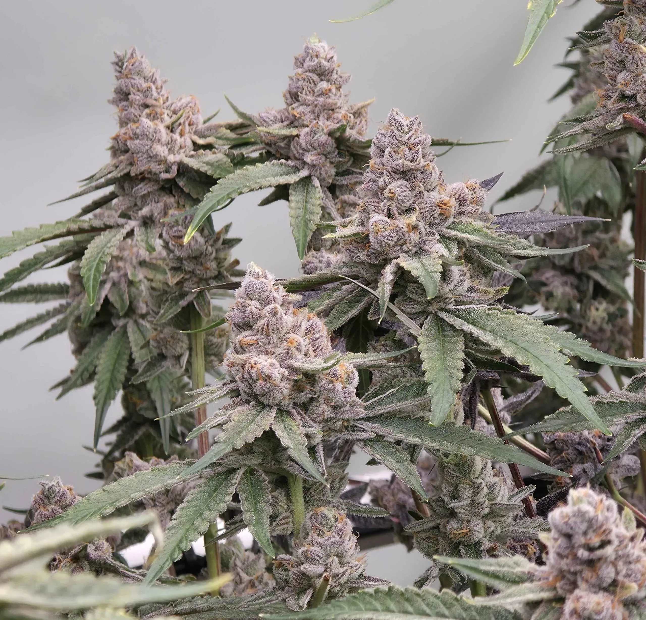 Cheetah Rita | Feminisierte Cannabissamen von Umami Seeds | 6 Samen Cheetah Rita | Feminisierte Cannabissamen von Umami Seeds | 6 Samen