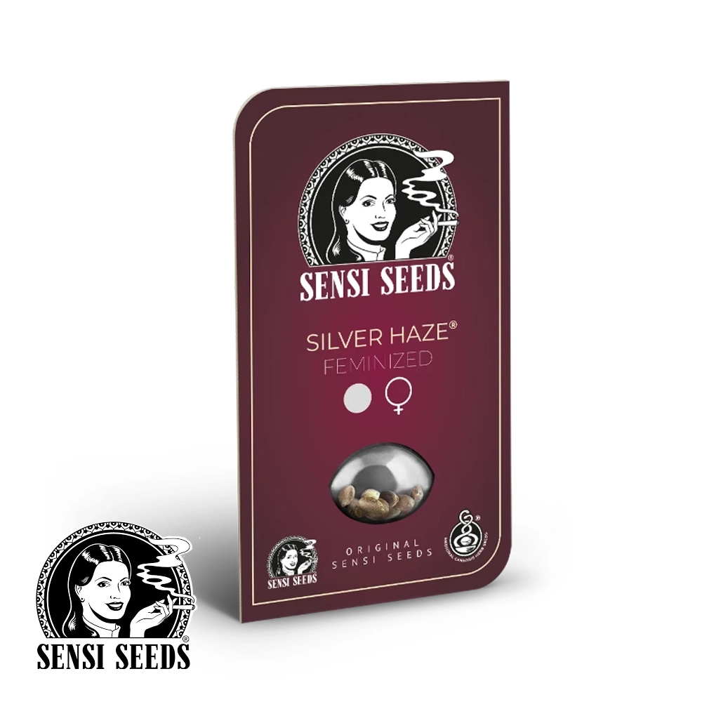 Silver Haze | Feminisierte Hanfsamen von Sensi Seeds