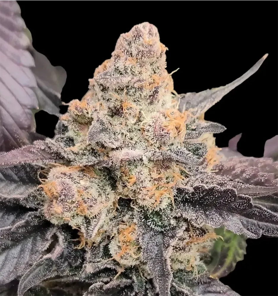 Cherry Oreoz | Feminisierte Cannabissamen von Reverse Genetics | 8 Samen