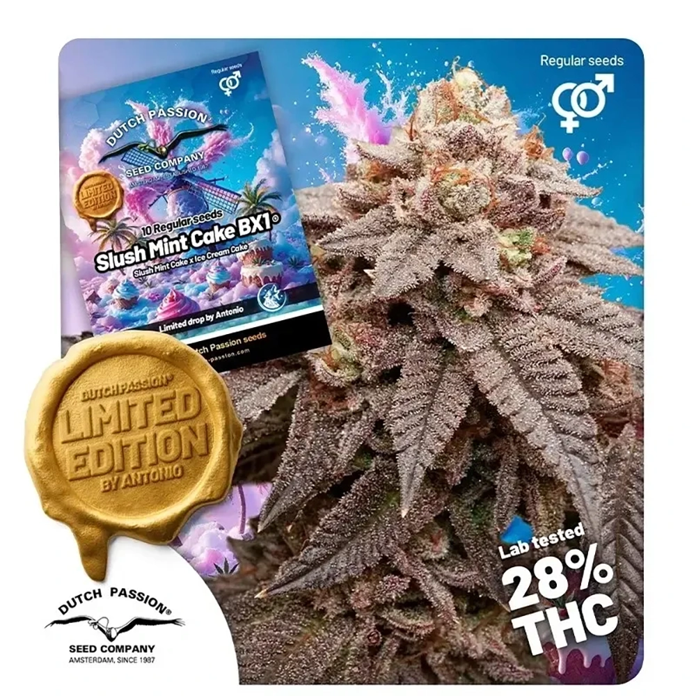 Slush Mint Cake BX1 Regular | Reguläre Cannabissamen von Antonio x Dutch Passion | 10 Samen