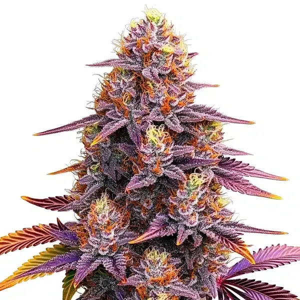 Mimosa F1 Pflanze Freigestellte Mimosa F1 Pflanze mit violett und orange gefärbten Blüten