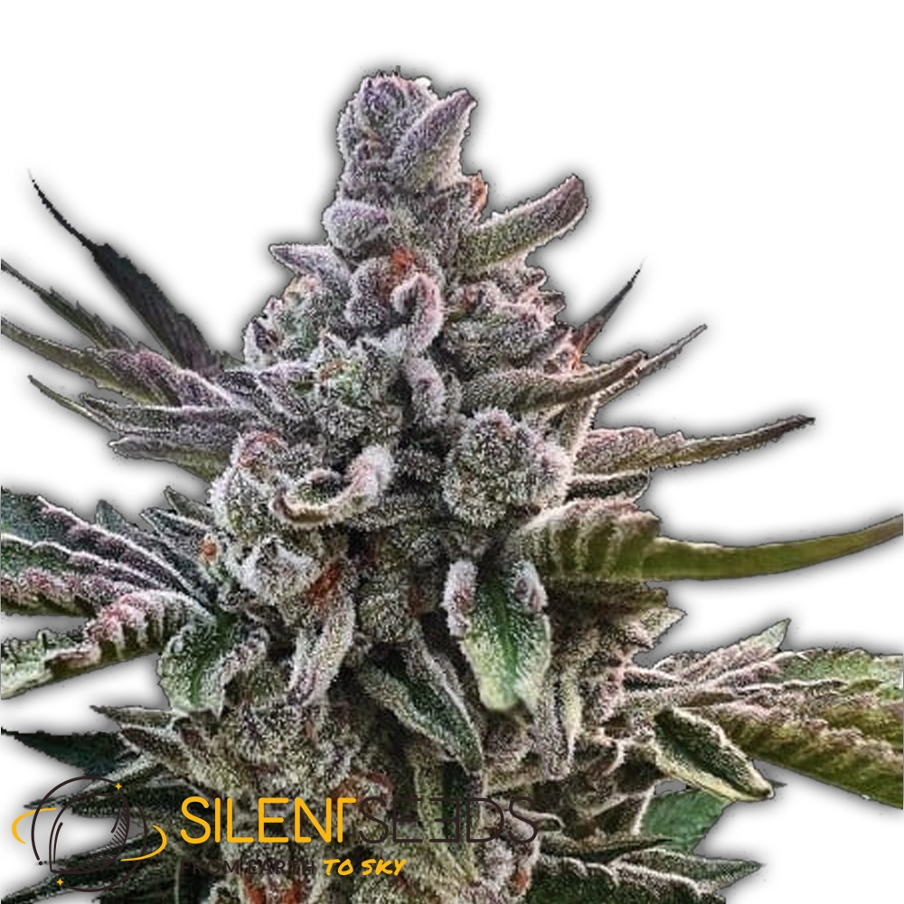 Acai Jelly | Feminisierte Cannabissamen von Silent Seeds | 3 Samen Acai Jelly | Feminisierte Cannabissamen von Silent Seeds