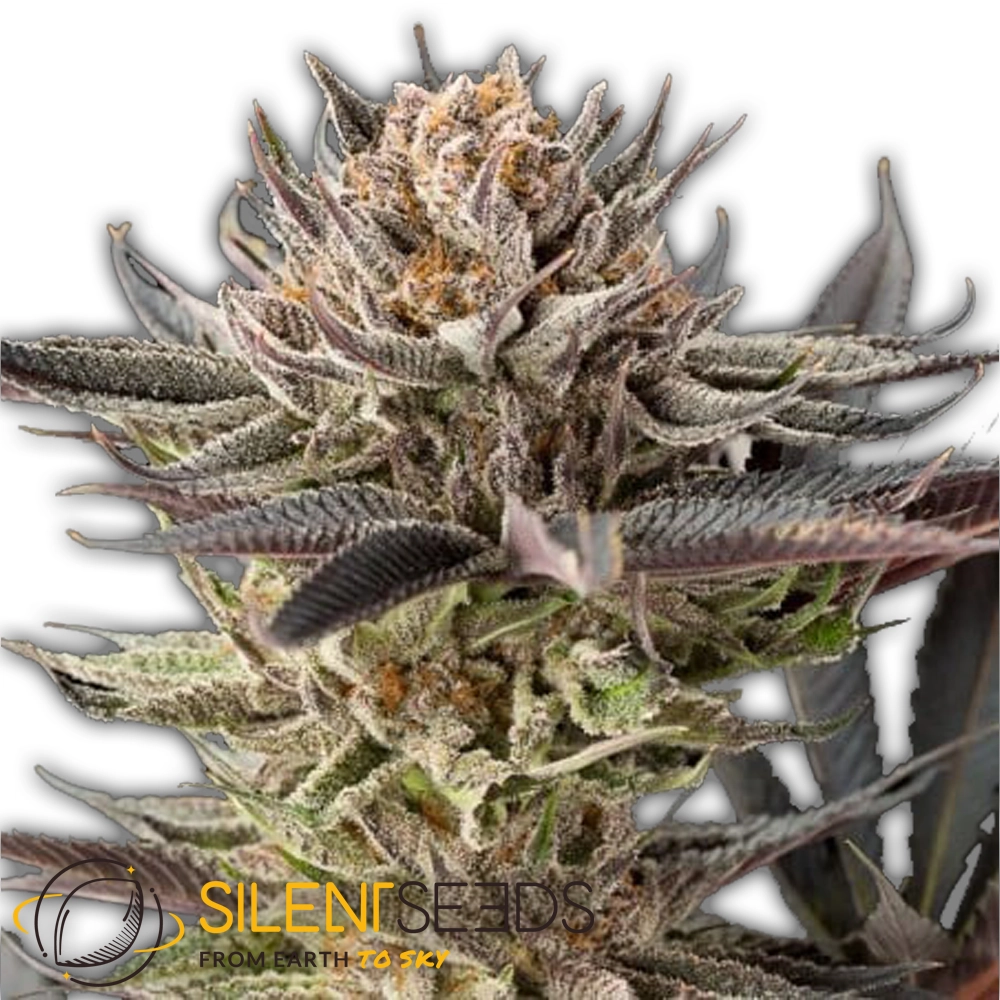 Lemon Tree 2.0 | Feminisierte Hanfsamen von Silent Seeds | 3 Samen Lemon Tree 2.0 | Feminisierte Hanfsamen von Silent Seeds | 3 Samen