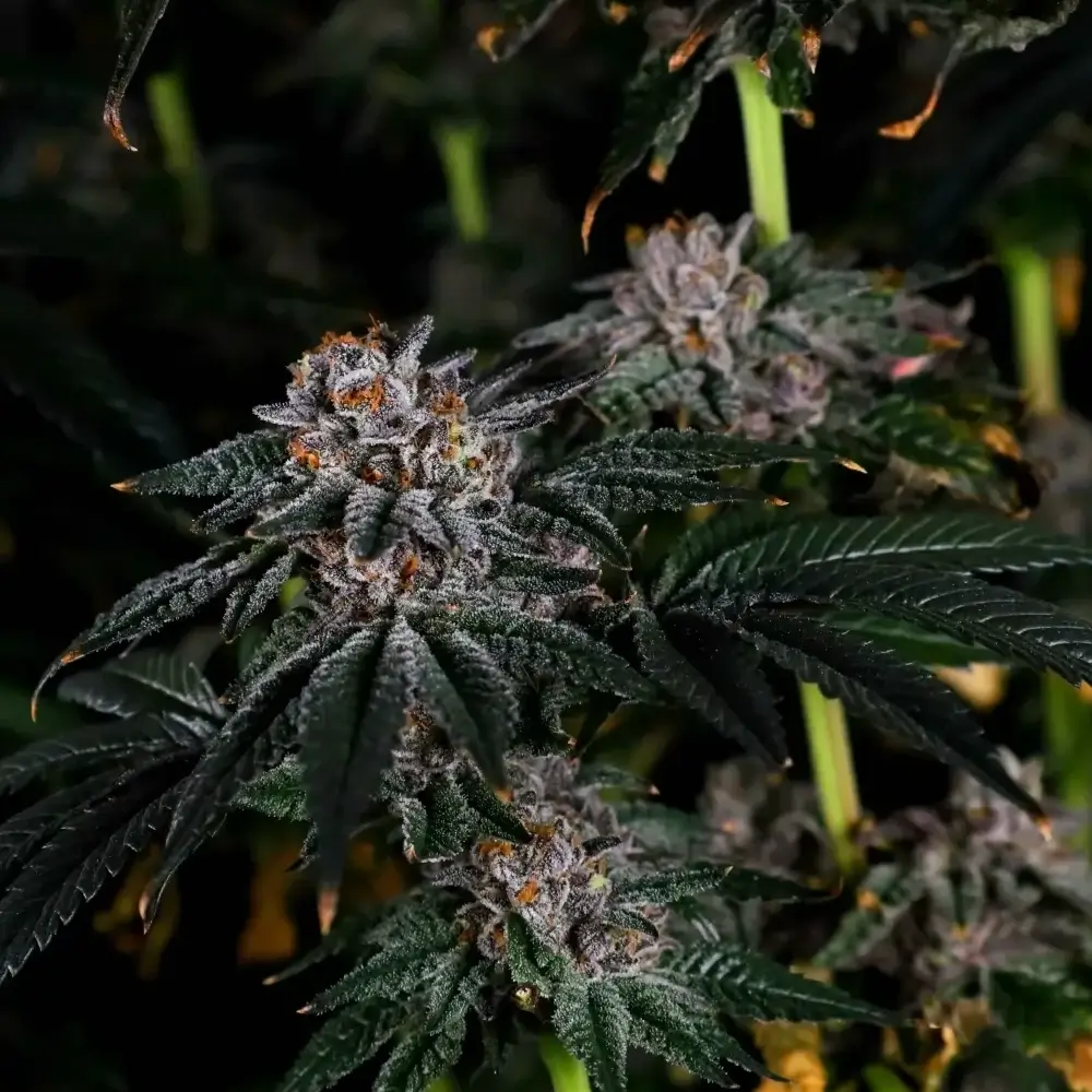 Papaya Sherbet Pflanze Papaya Sherbet Pflanze mit dunklem Blattwerk im Grow