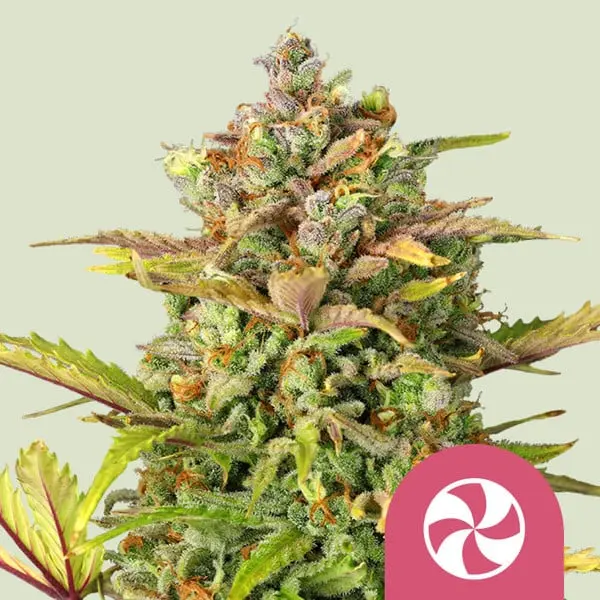 Sweet ZZ | Feminisierte Hanfsamen von Royal Queen Seeds | 3 Samen Sweet ZZ | Feminisierte Hanfsamen von Royal Queen Seeds | 3 Samen