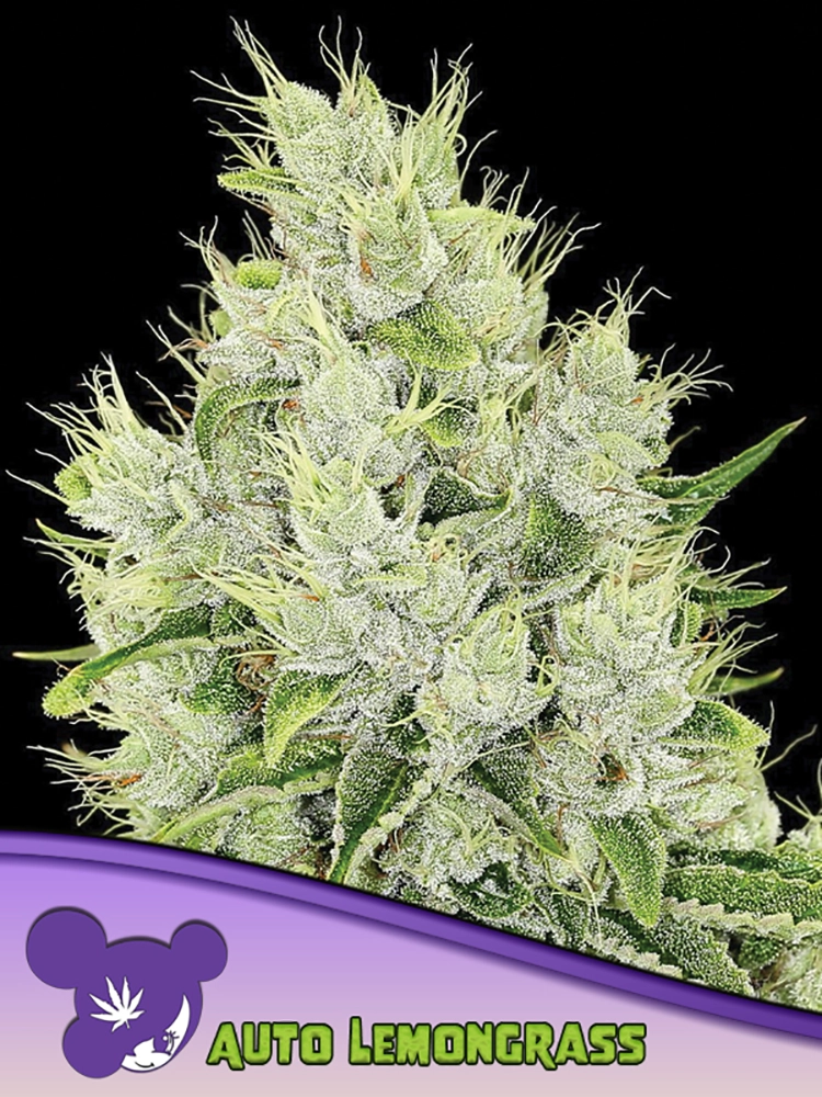 Auto Lemongrass | Autoflowering Hanfsamen von Anesia Seeds | 3 Samen Auto Lemongrass | Autoflowering Hanfsamen von Anesia Seeds