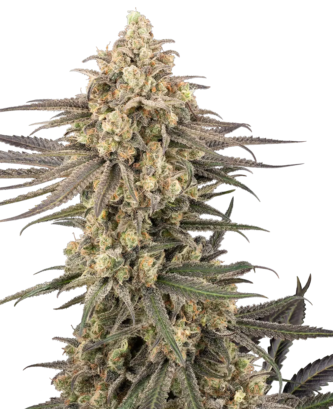 Frosted Grapes XXL | Feminisierte Cannabissamen von Sensi Seeds | 3+1 Samen Frosted Grapes XXL | Feminisierte Cannabissamen von Sensi Seeds | 3+1 Samen