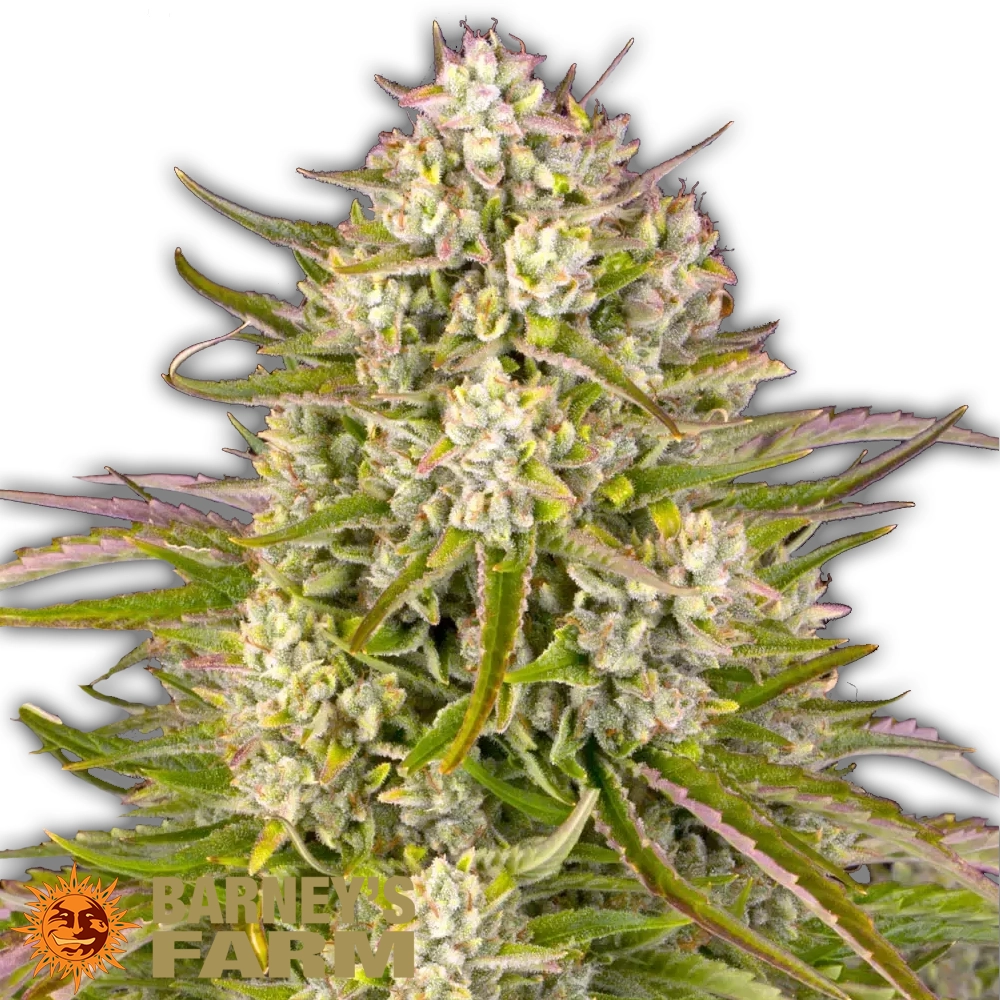 Wedding Cake Auto | Autoflowering Hanfsamen von Barney's Farm | 3 Samen