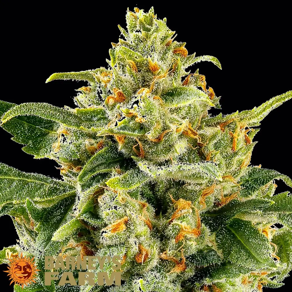 Skunk #1 Blüte Nahaufnahme einer harzigen Skunk #1 Blüte