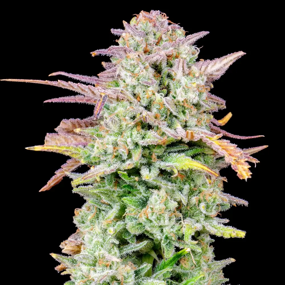 Original Trainwreck Auto | Autoflowering Cannabissamen von Fast Buds | 3 Samen