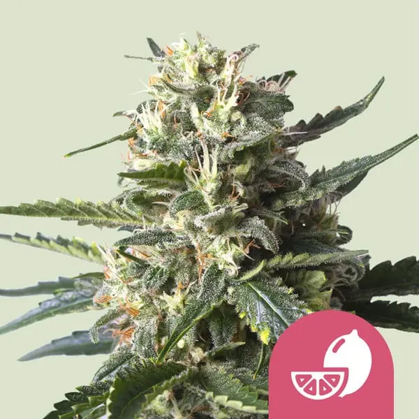 Lemon Shining Silver Haze | Feminisierte Hanfsamen von Royal Queen Seeds | 3 Samen Lemon Shining Silver Haze | Feminisierte Hanfsamen von Royal Queen Seeds | 3 Samen