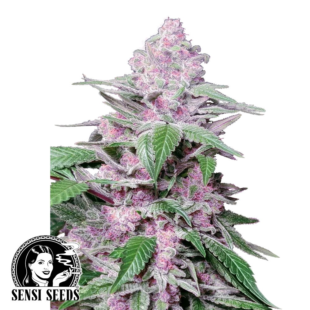 Purple Cookie Kush | Feminisierte Cannabissamen von Sensi Seeds | 3 Samen Purple Cookie Kush | Feminisierte Cannabissamen von Sensi Seeds