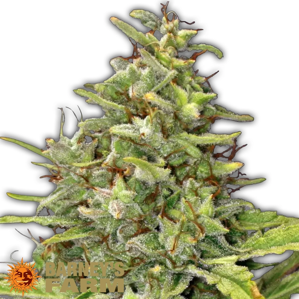 G13 Haze | Feminisierte Hanfsamen von Barney's Farm | 3 Samen G13 Haze | Feminisierte Hanfsamen von Barney's Farm