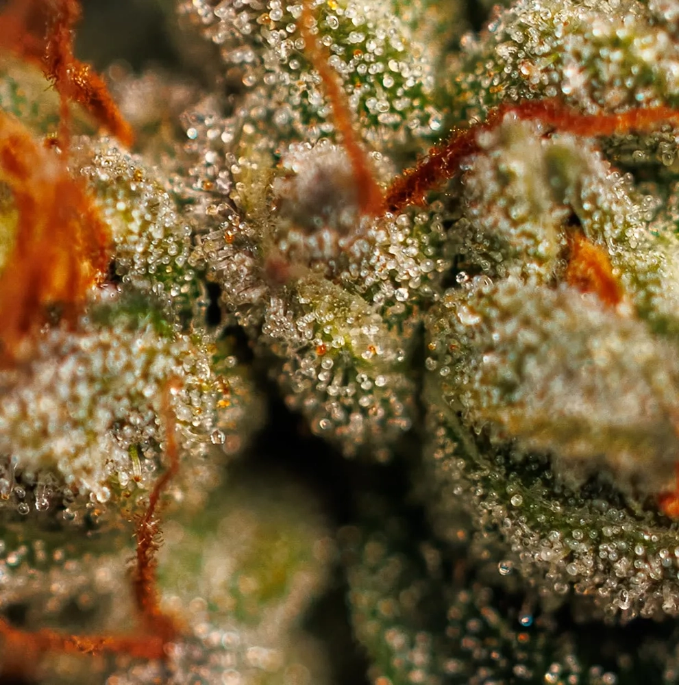 Velvet Mist Trichome Makroaufnahme der Trichome einer Velvet Mist Blüte